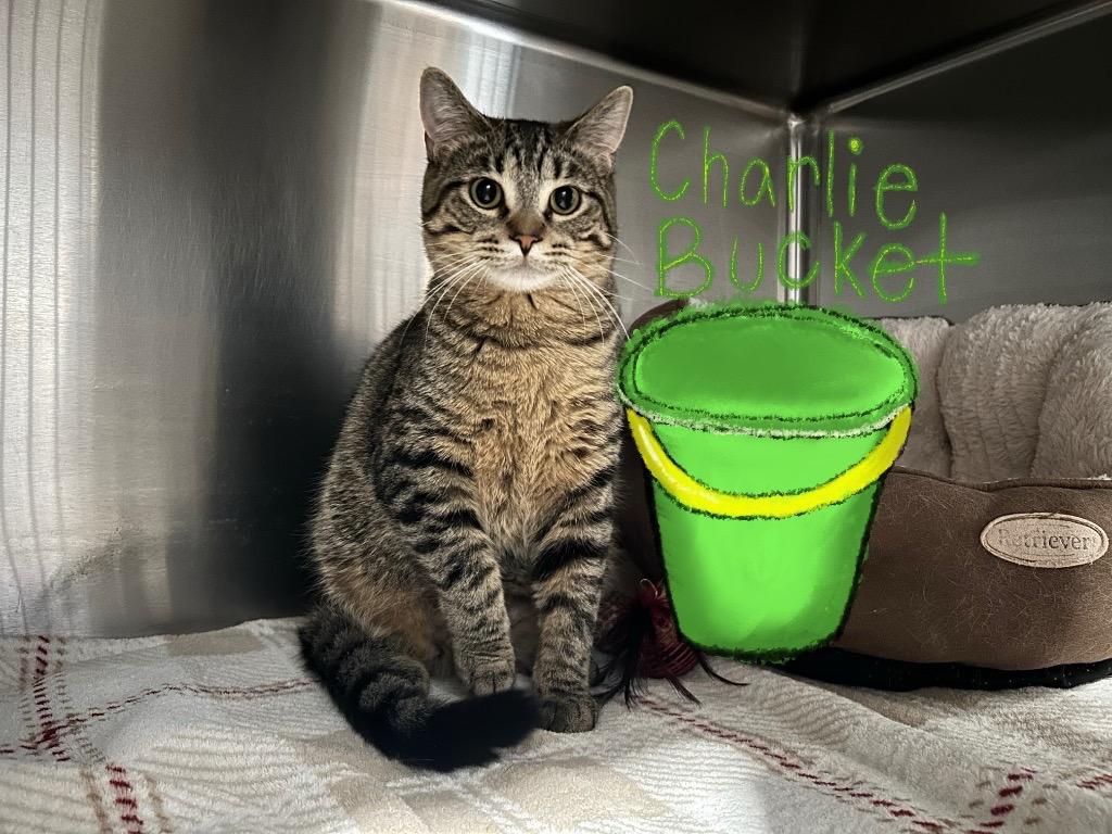 Enlarge H3 Charlie Bucket, a Adoptable mixed breed in Ashland, WI image 2/4