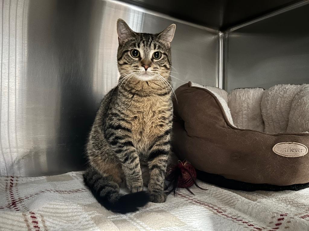 Enlarge H3 Charlie Bucket, a Adoptable mixed breed in Ashland, WI image 3/4