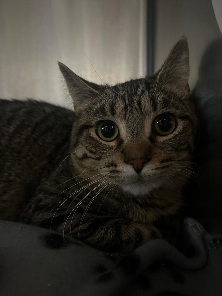 Enlarge H3 Charlie Bucket, a Adoptable mixed breed in Ashland, WI image 4/4