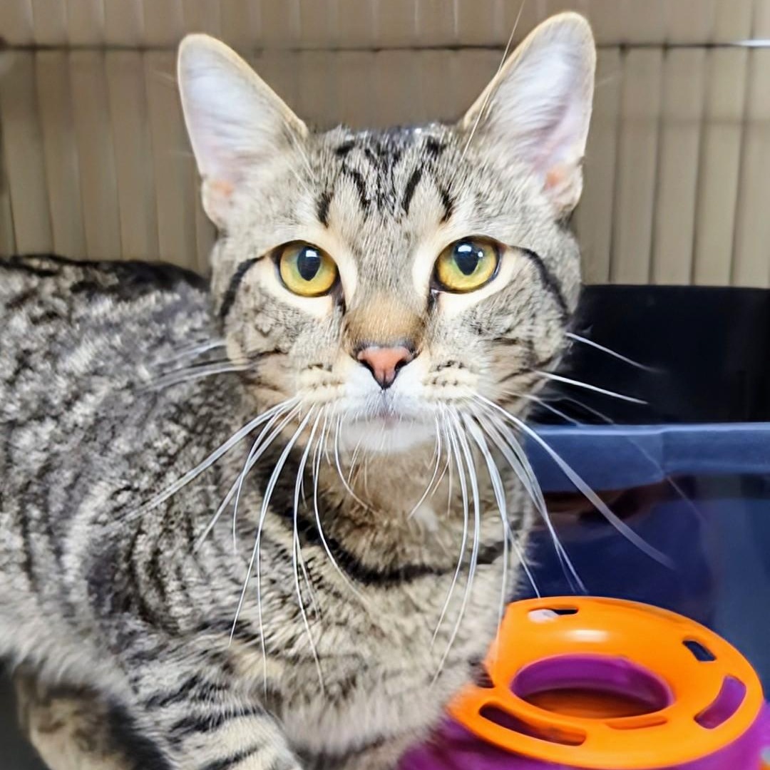 Ford, an adopted Domestic Short Hair in West Jefferson, OH image 5/6