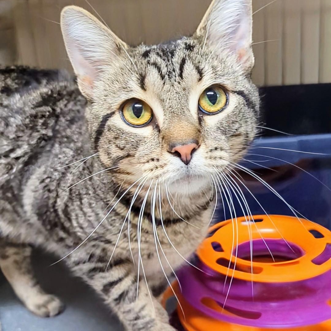 Ford, an adopted Domestic Short Hair in West Jefferson, OH image 3/6