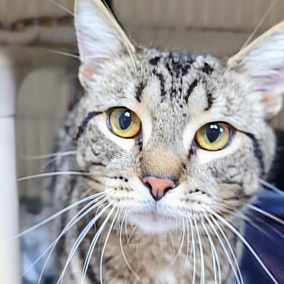 Ford, adopted, Adult Male Domestic Short Hair.