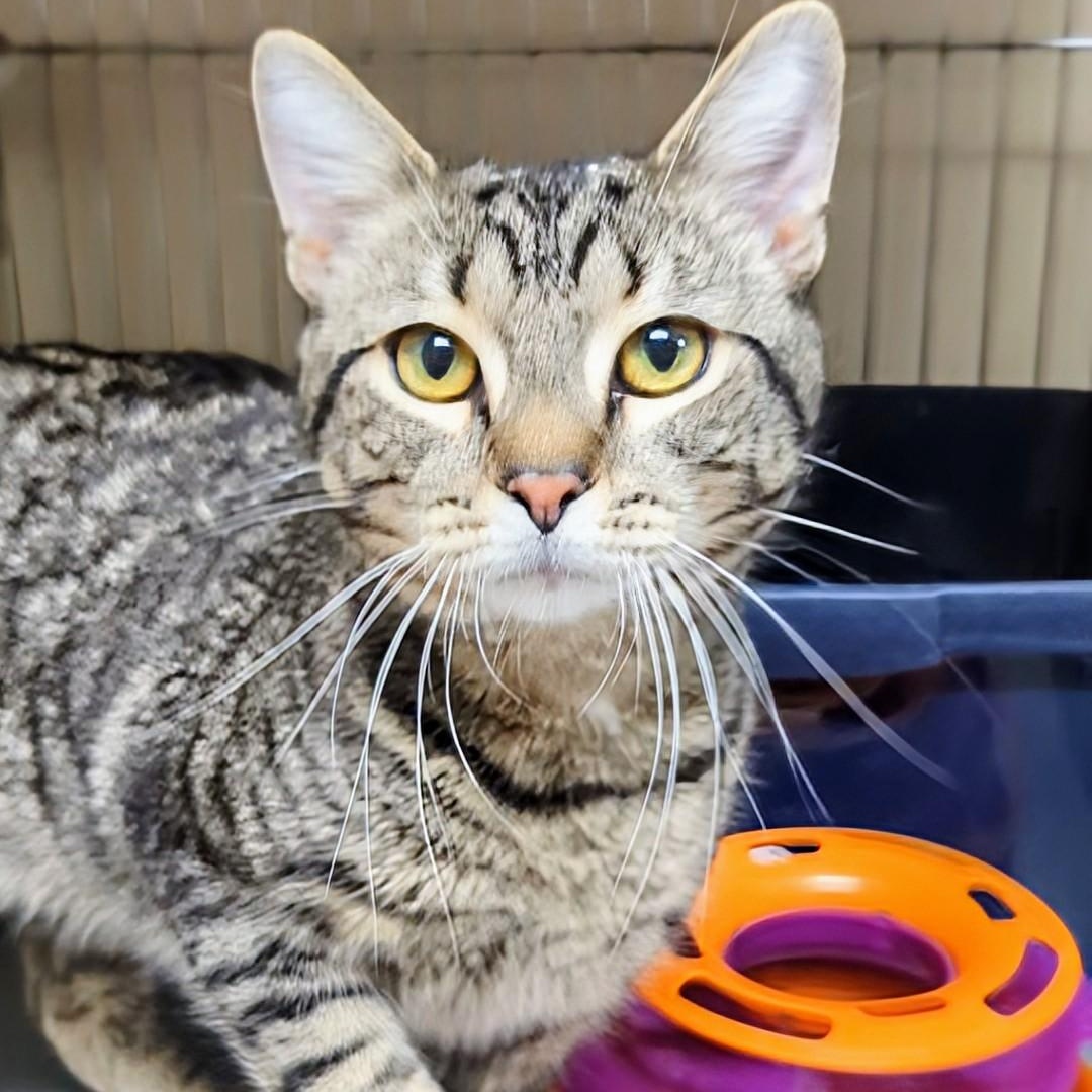 Ford, an adopted Domestic Short Hair in West Jefferson, OH image 4/6