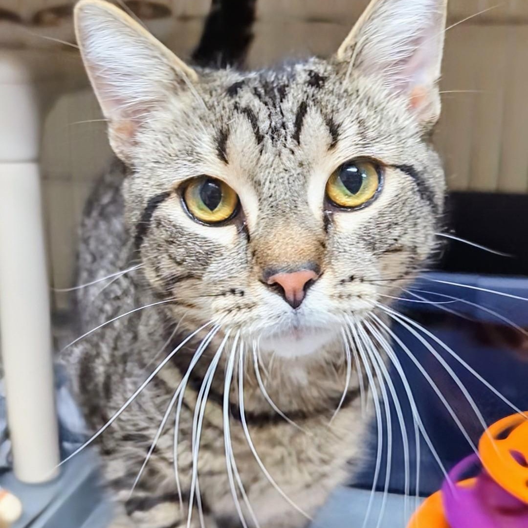 Ford, an adopted Domestic Short Hair in West Jefferson, OH image 6/6