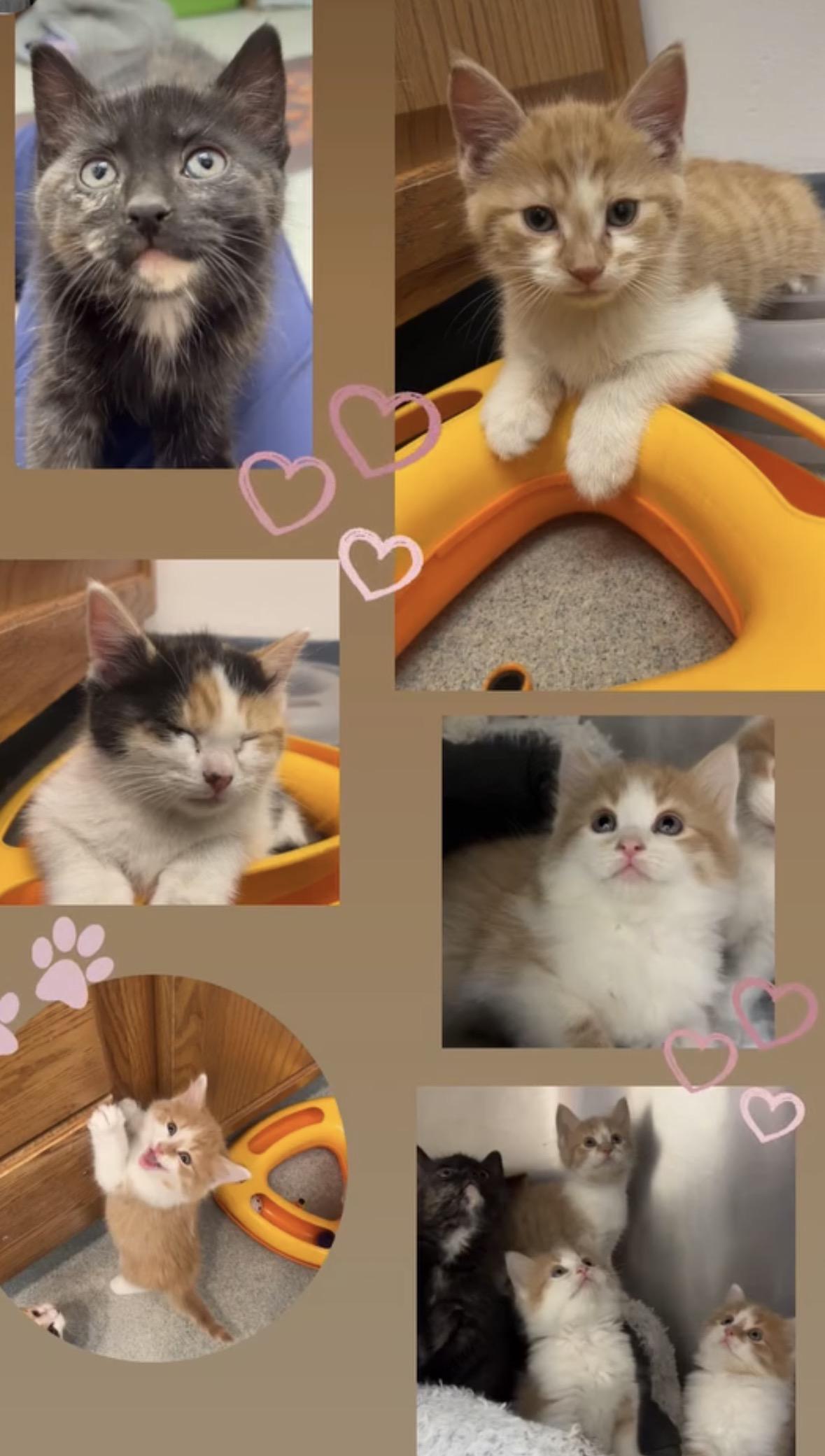 Enlarge Hooper, an adopted Domestic Medium Hair in Goldens Bridge, NY image 3/3