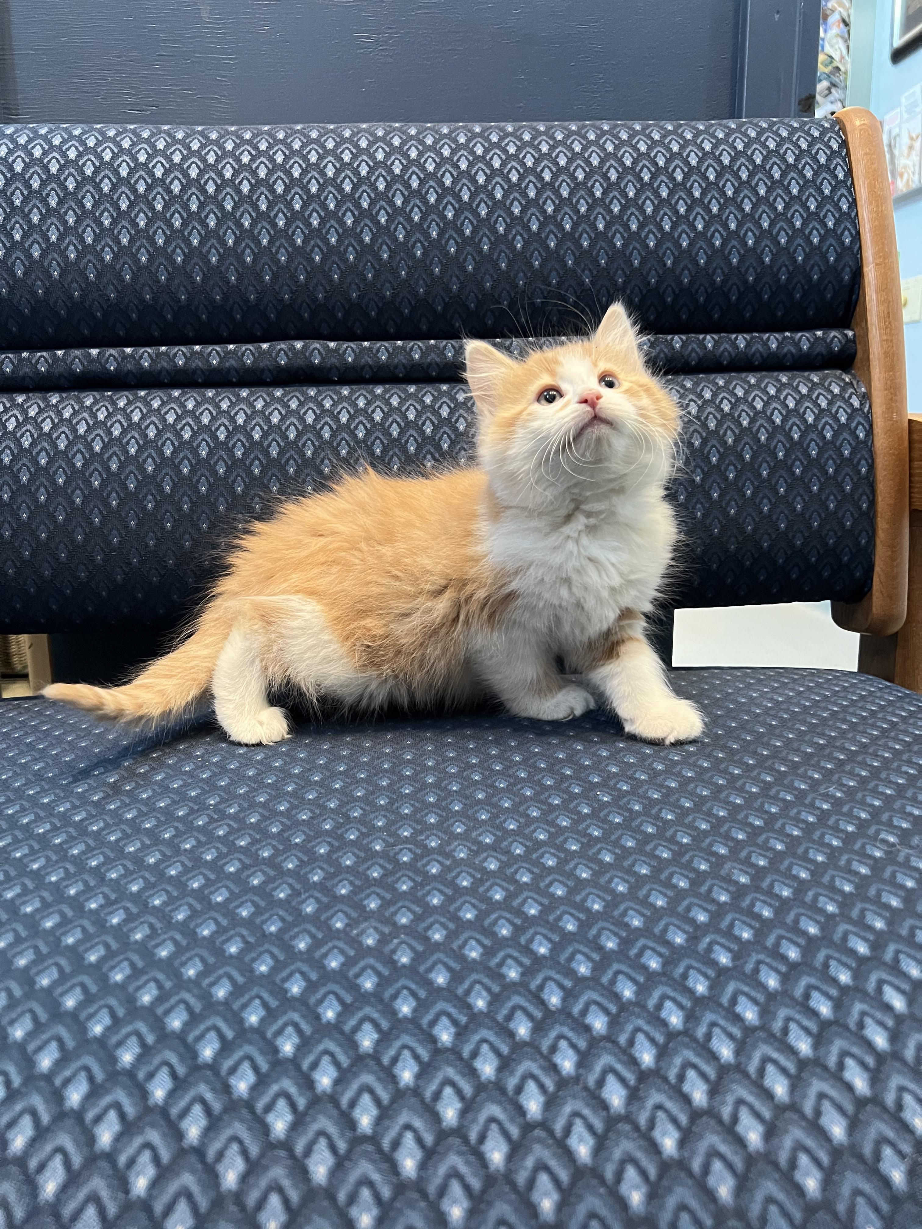 Enlarge Hooper, an adopted Domestic Medium Hair in Goldens Bridge, NY image 2/3