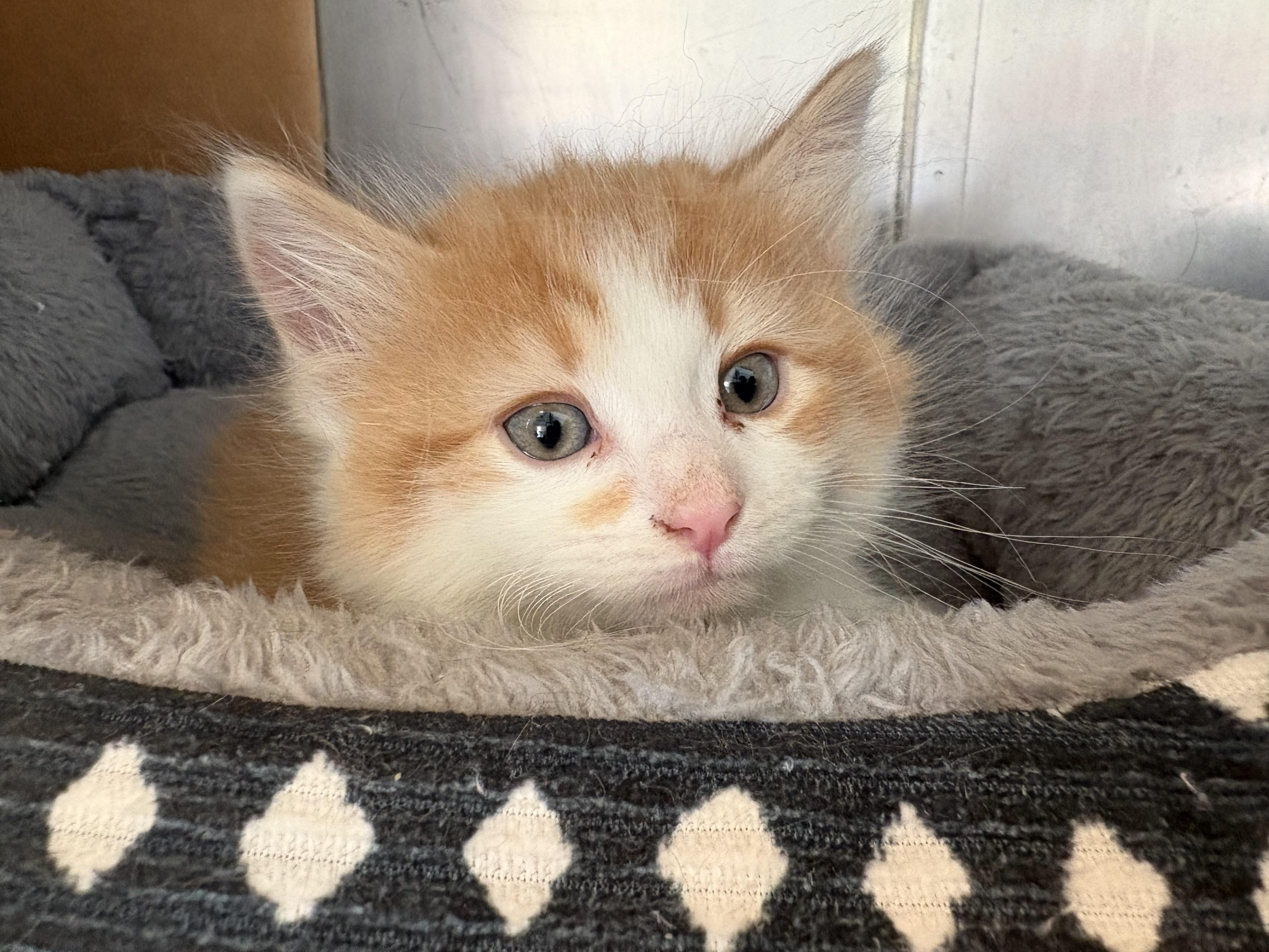 Hooper, adopted, Kitten Male Domestic Medium Hair.