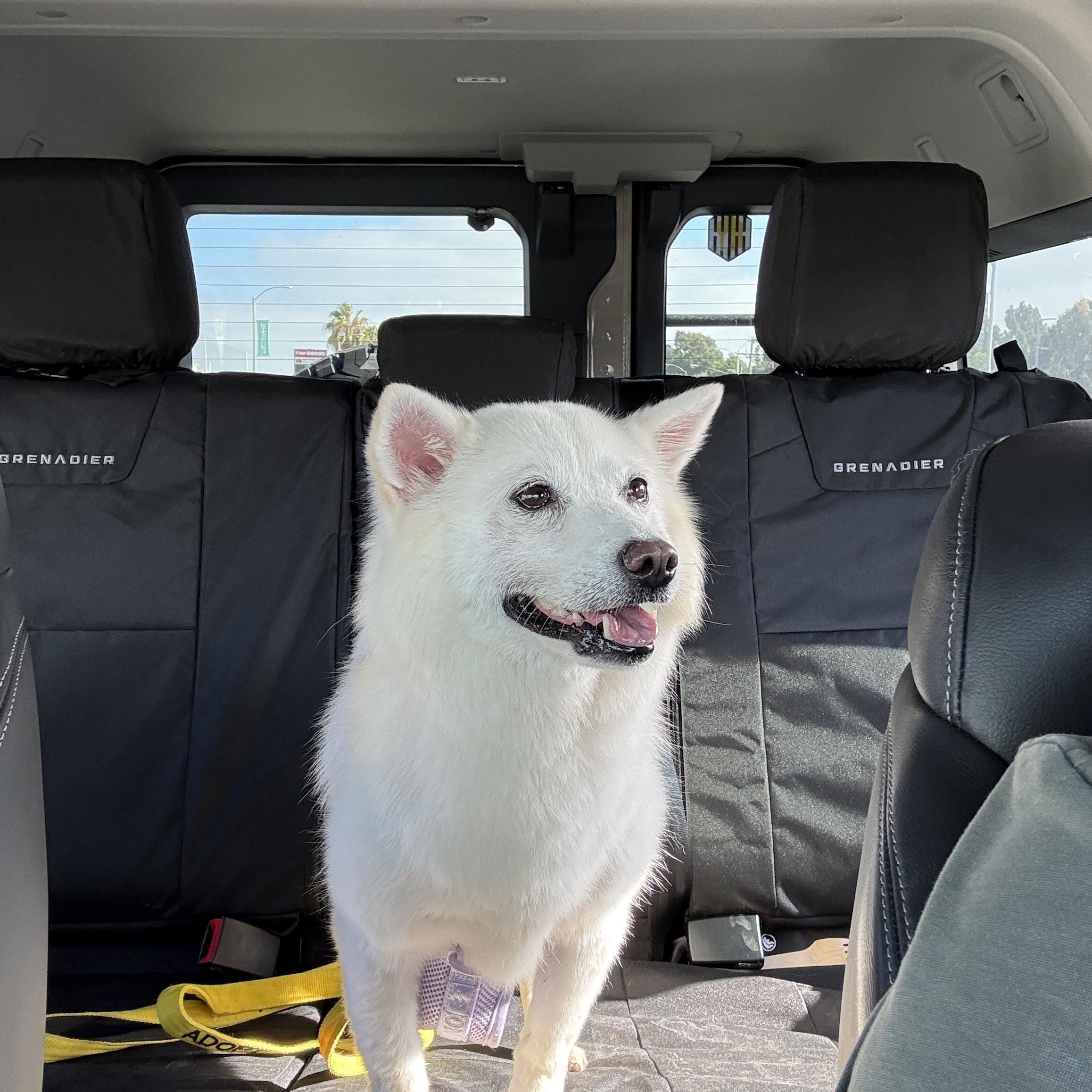 Enlarge RAON, a ADOPTABLE mixed breed in La Mirada, CA image 2/6
