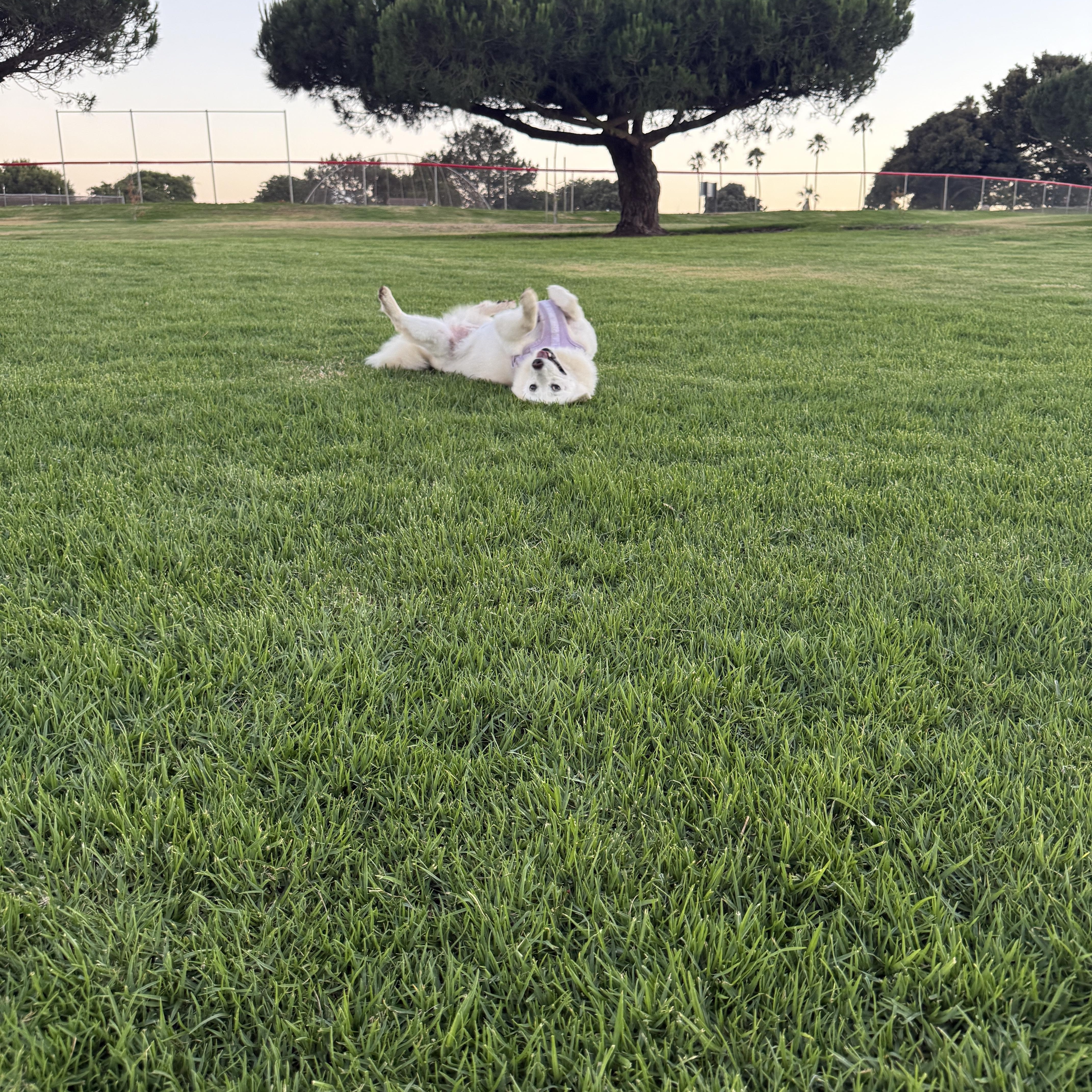 Enlarge RAON, a ADOPTABLE mixed breed in La Mirada, CA image 6/6