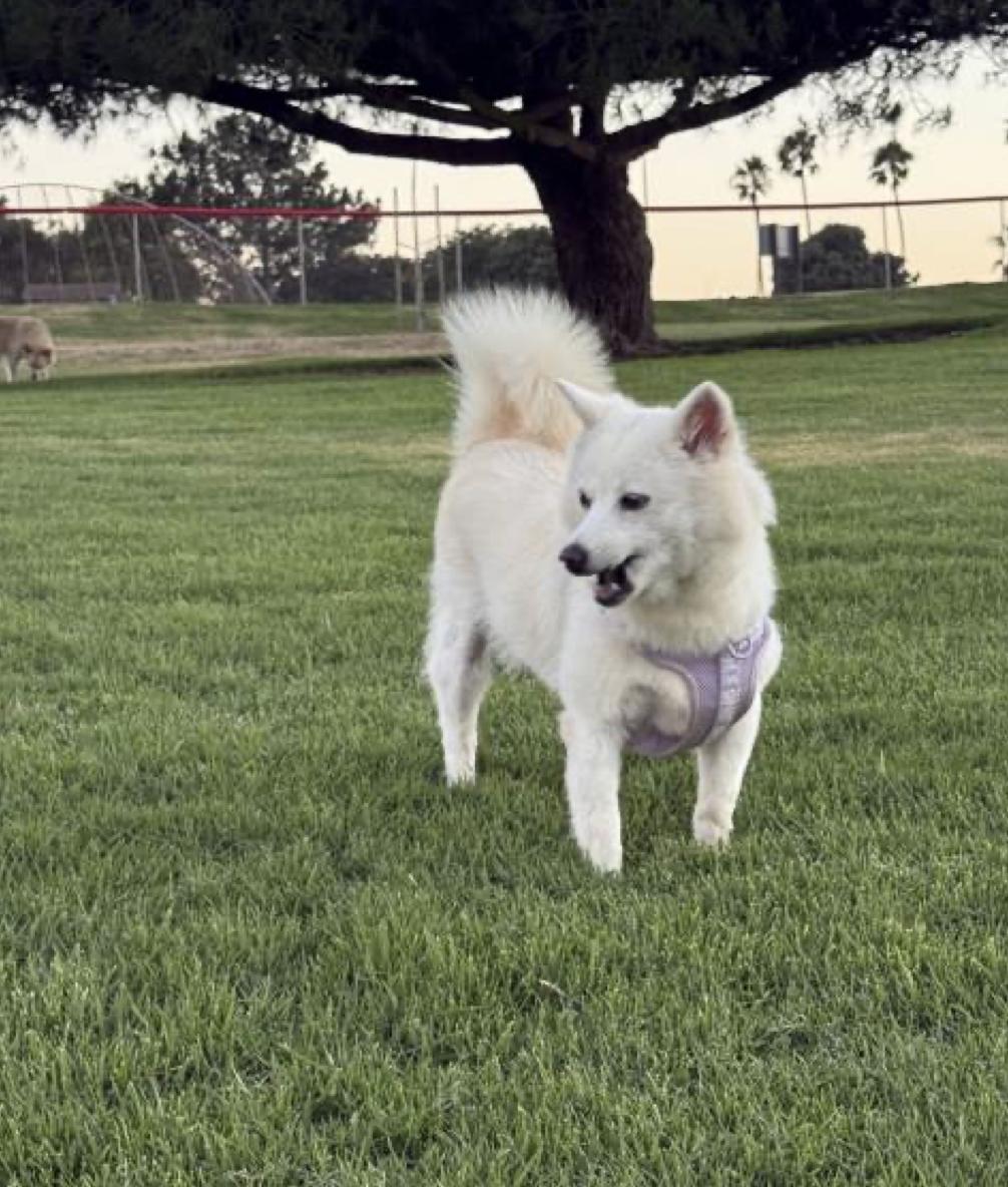 Enlarge RAON, a ADOPTABLE mixed breed in La Mirada, CA image 4/6
