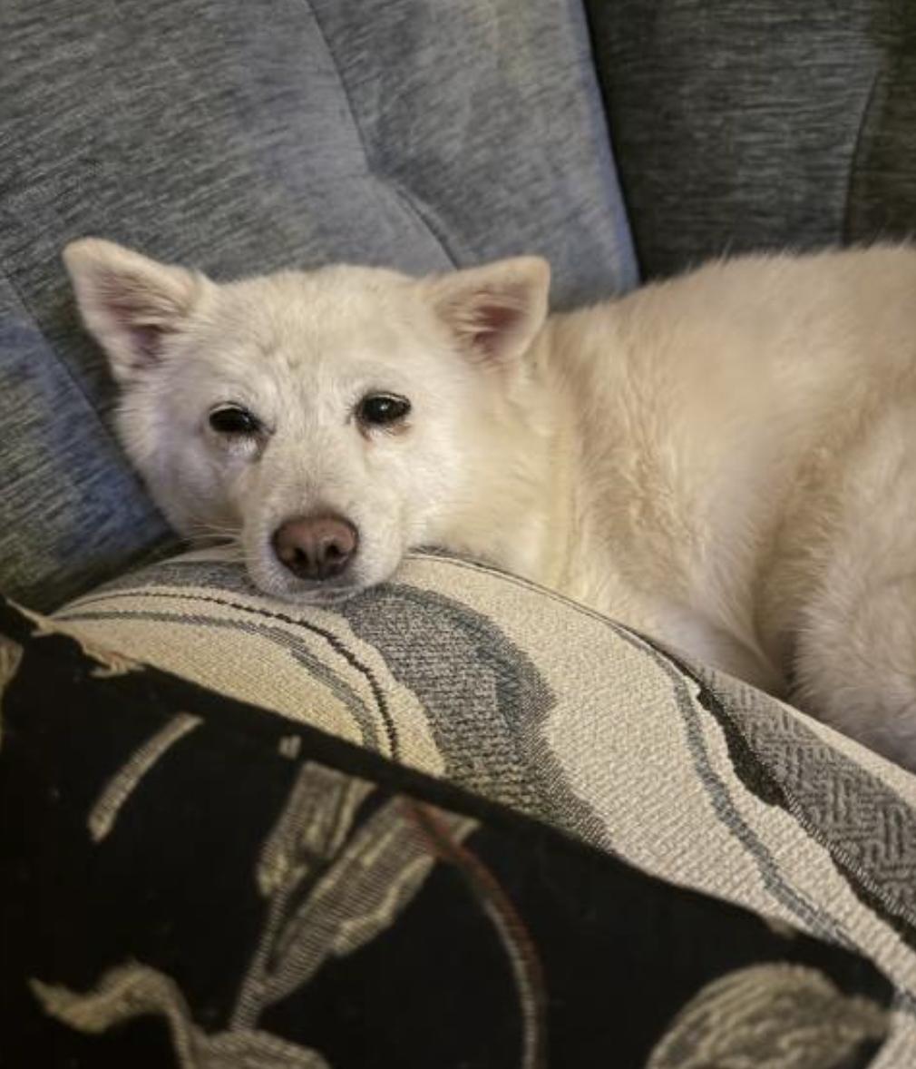 Enlarge RAON, a ADOPTABLE mixed breed in La Mirada, CA image 5/6