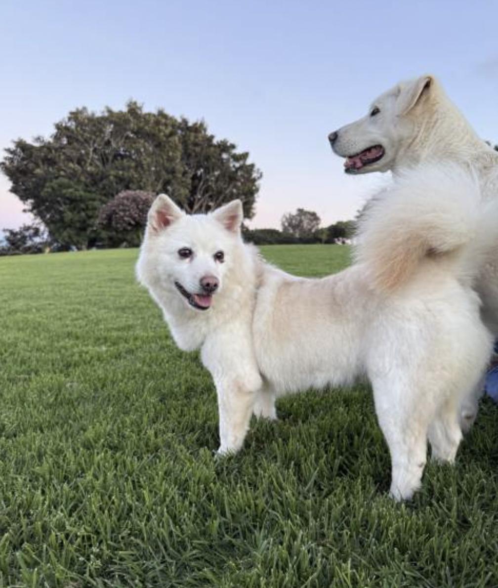 RAON, ADOPTABLE, Adult Female Spitz.