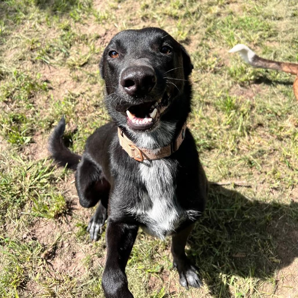 Bolt, Adoptable, Adult Male German Shepherd Dog & Mixed Breed.
