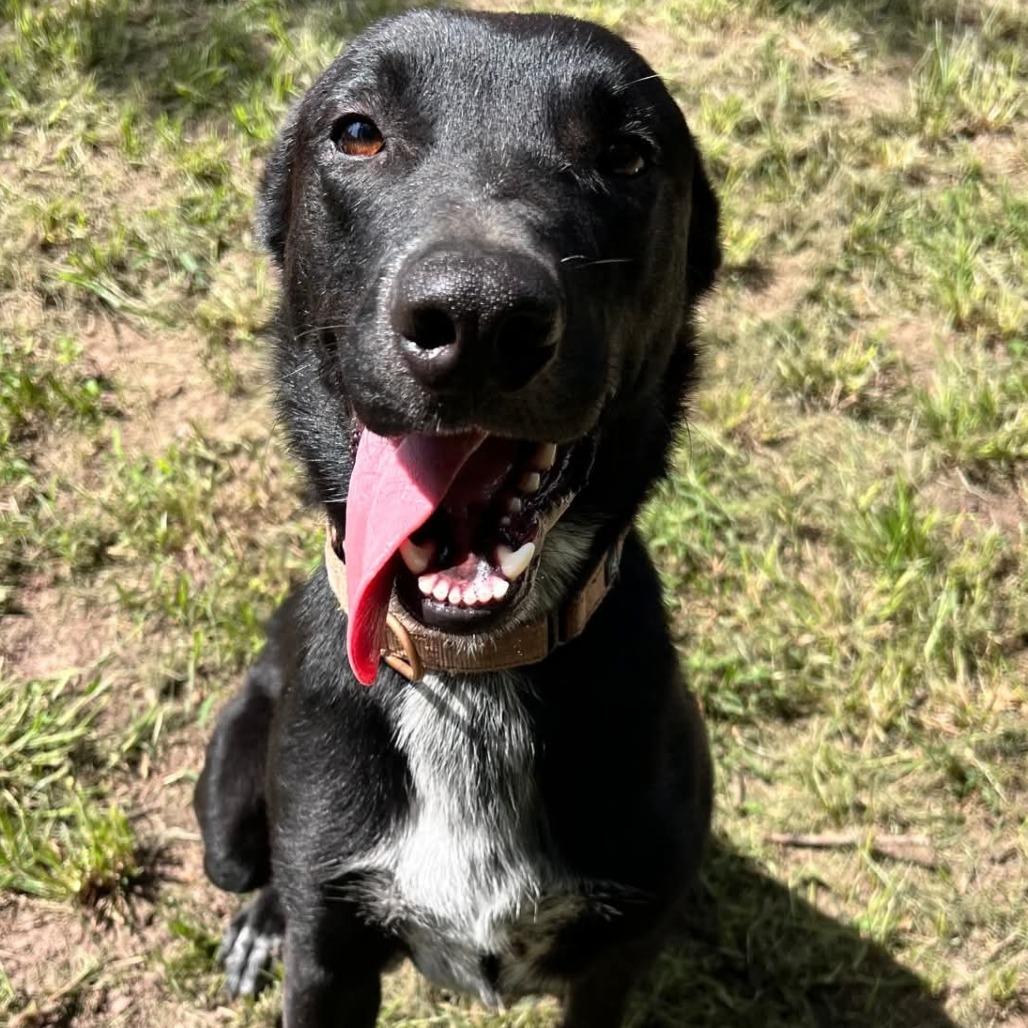 Bolt, a Adoptable mixed breed in Tomball, TX image 2/6