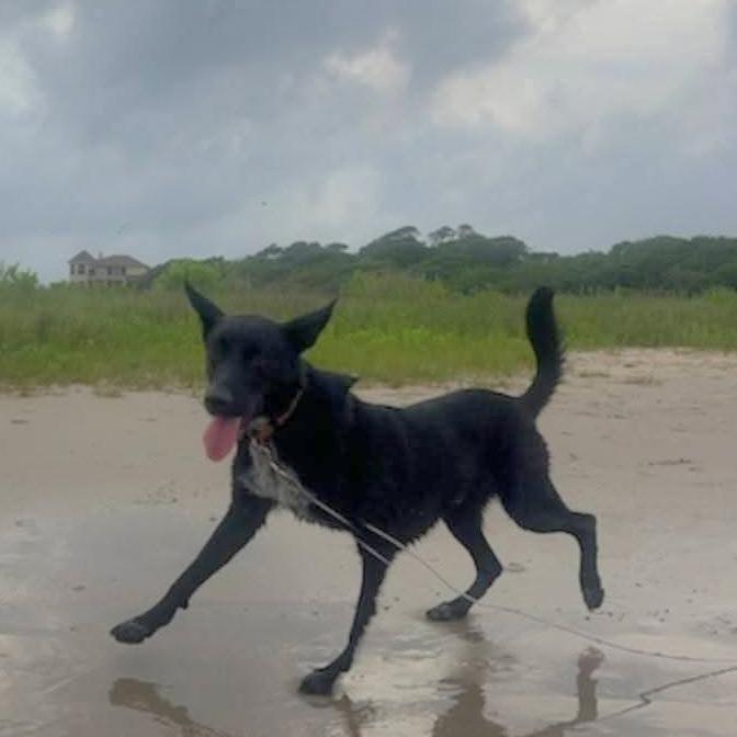 Bolt, a Adoptable mixed breed in Tomball, TX image 3/6