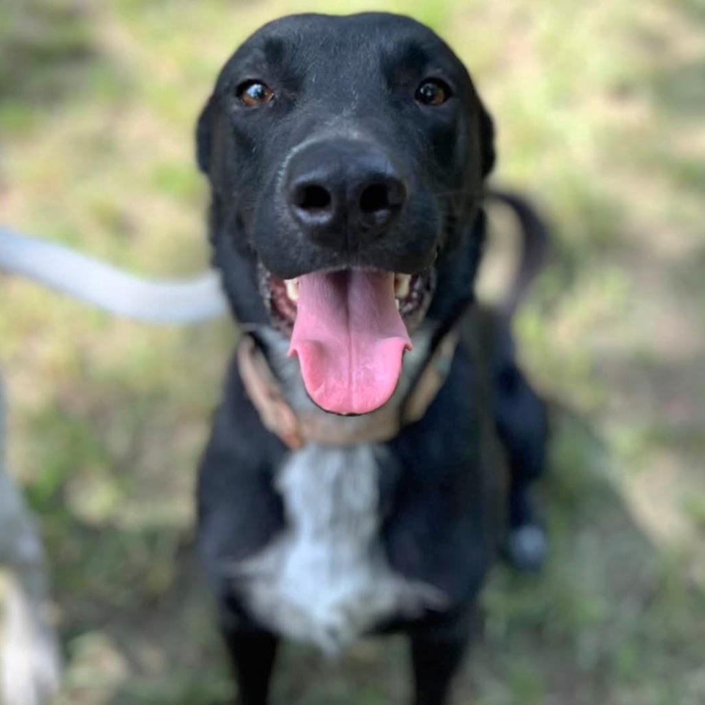 Bolt, a Adoptable mixed breed in Tomball, TX image 5/6