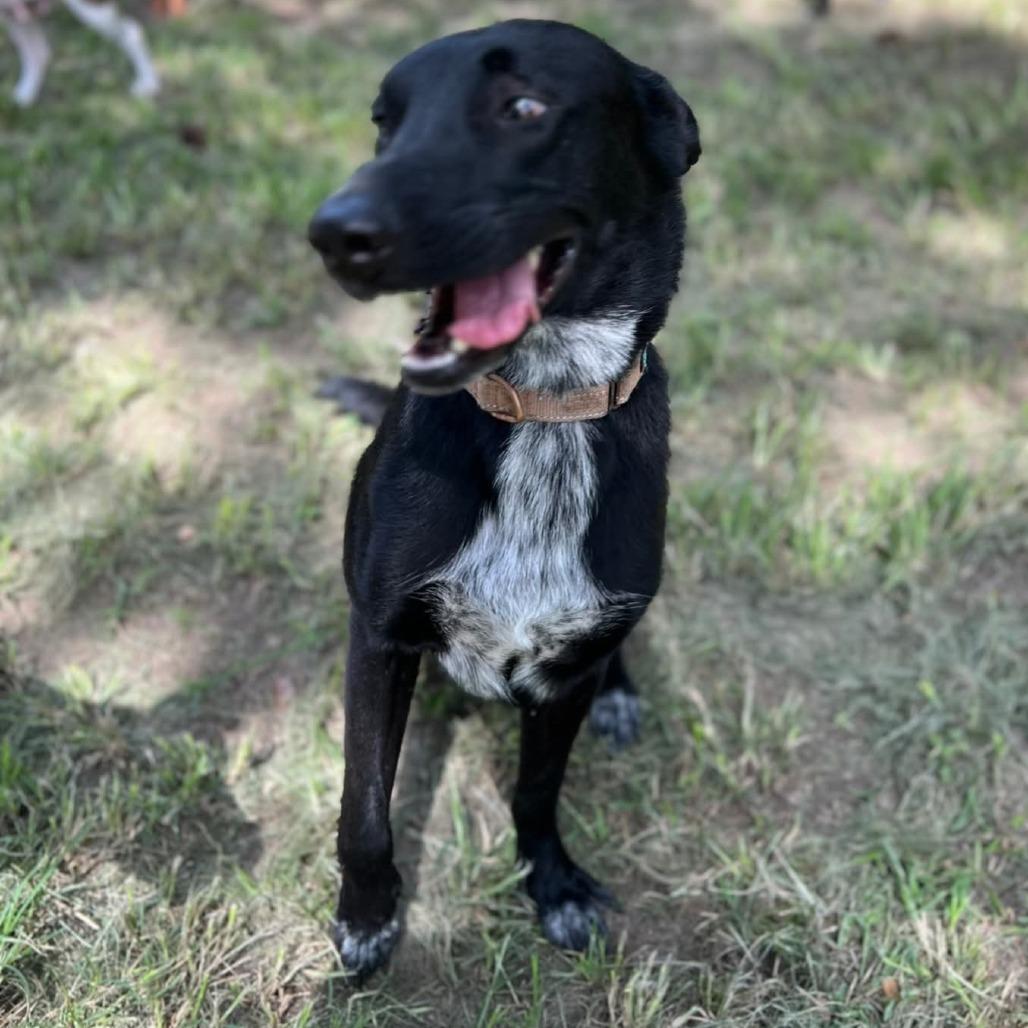 Bolt, a Adoptable mixed breed in Tomball, TX image 6/6