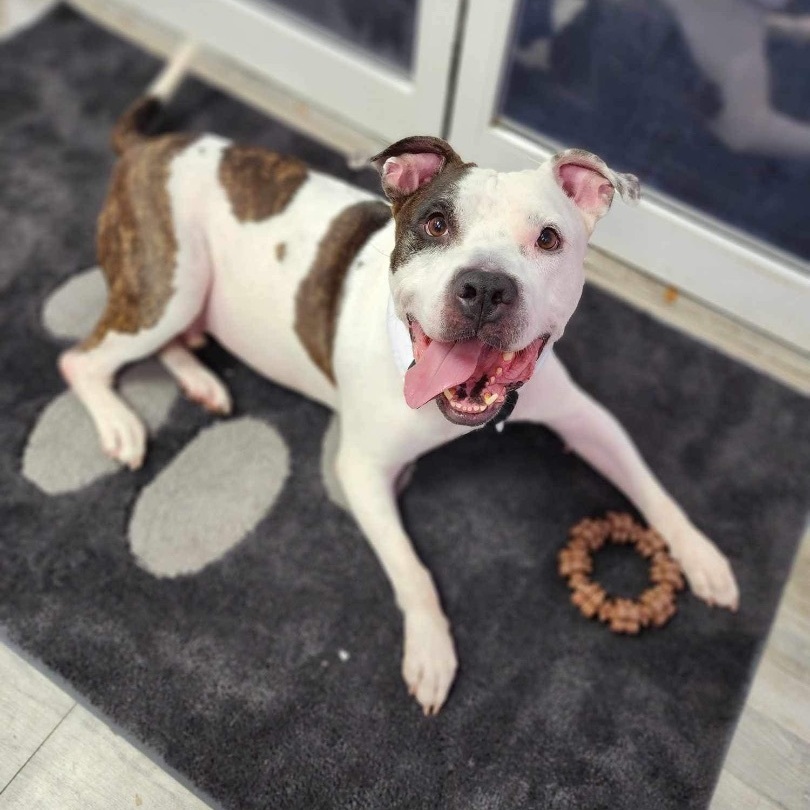 Enlarge Eli, a Adoptable mixed breed in Port Saint Lucie, FL image 4/5