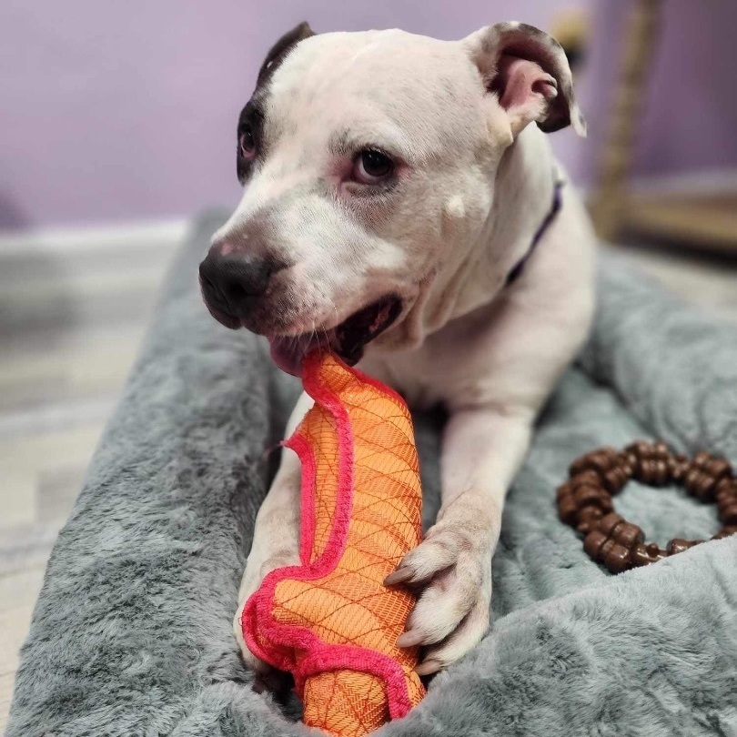 Enlarge Eli, a Adoptable mixed breed in Port Saint Lucie, FL image 3/5