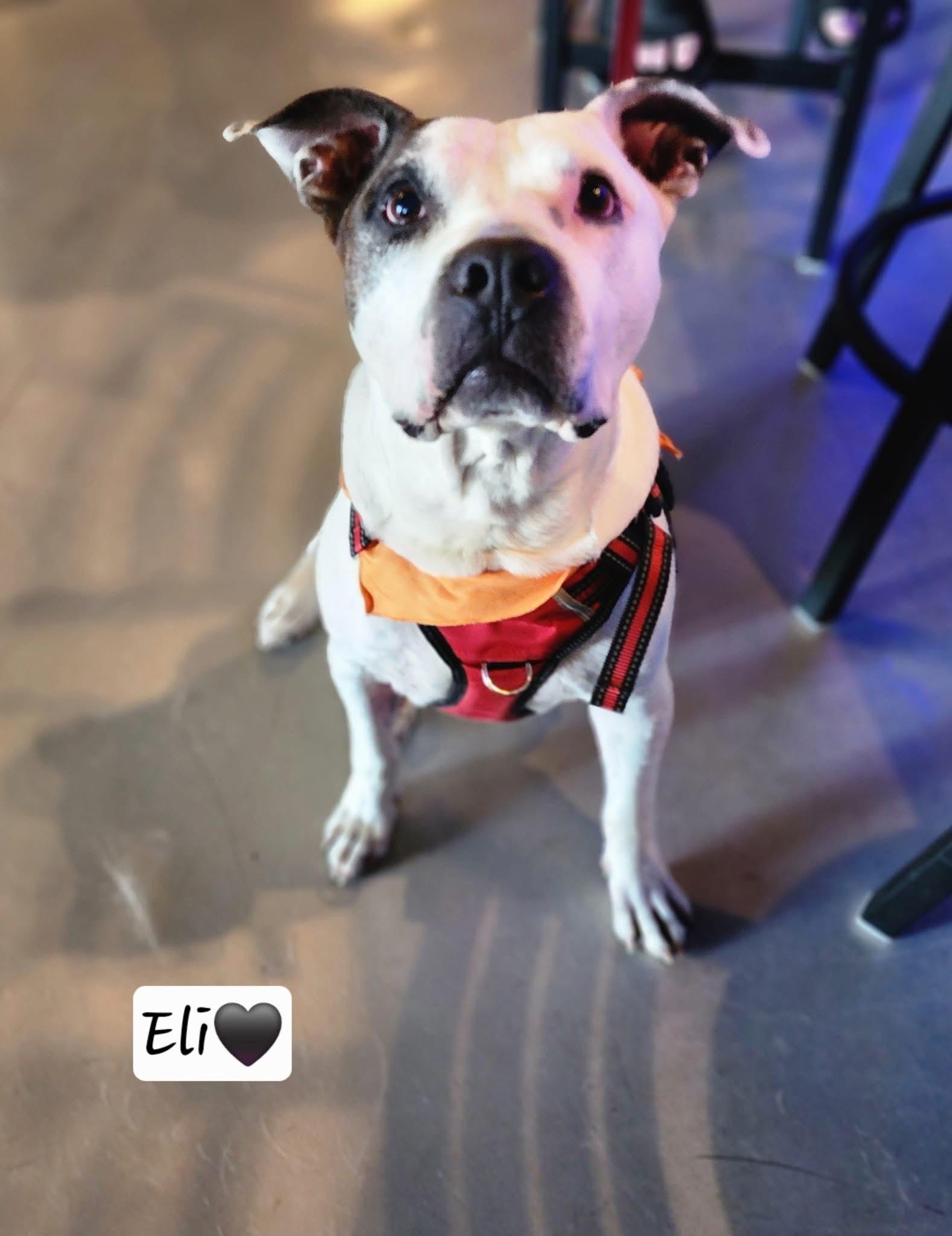 Enlarge Eli, a Adoptable mixed breed in Port Saint Lucie, FL image 2/5