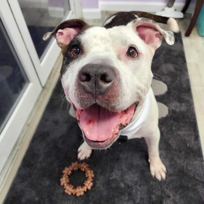 Eli, Adoptable, Adult Male American Bulldog.