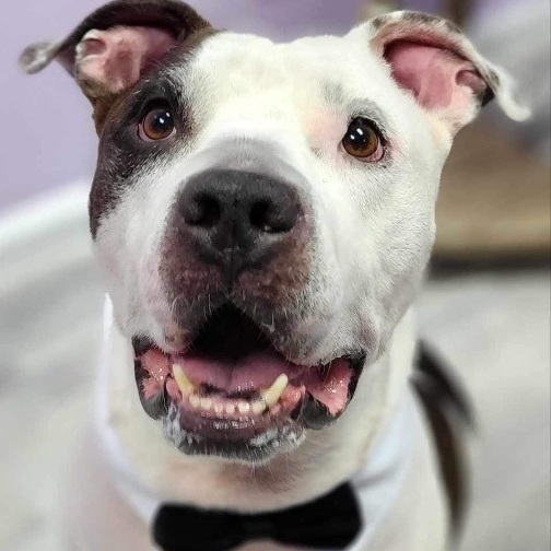 Enlarge Eli, a Adoptable mixed breed in Port Saint Lucie, FL image 5/5