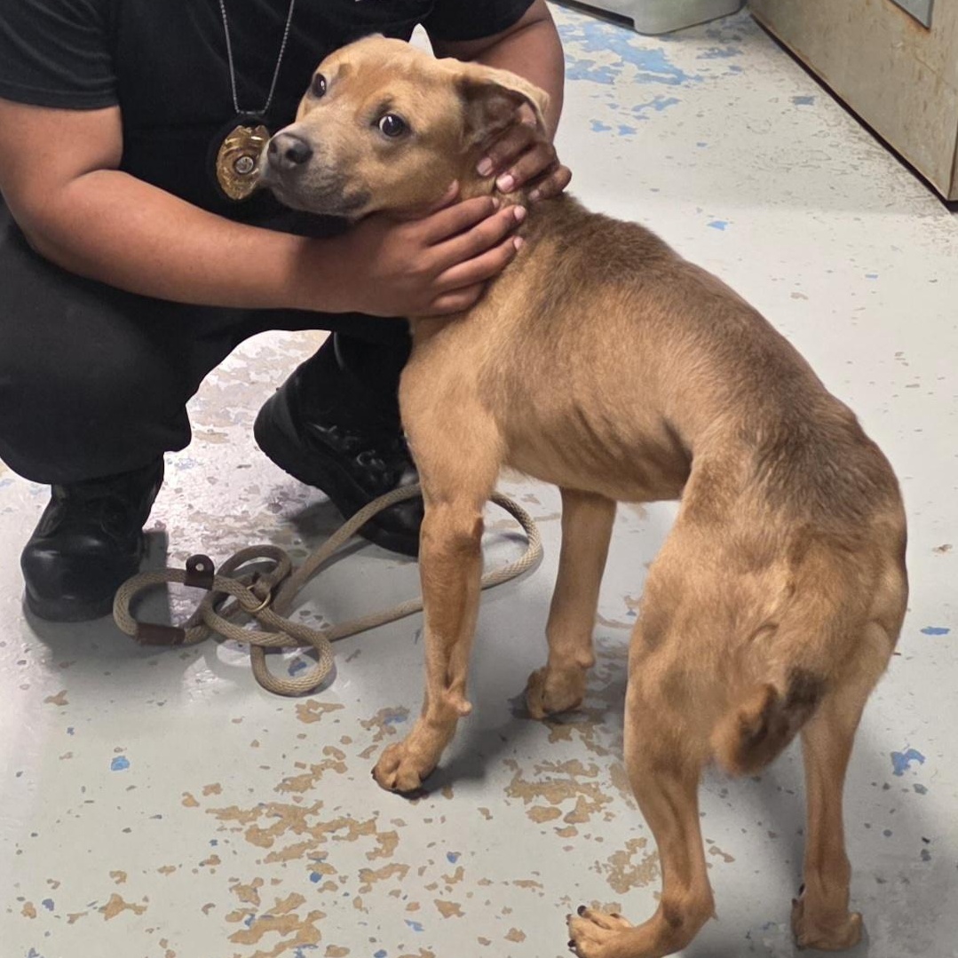 ENZO (COURTESY POST), a Adoptable mixed breed in Staten Island, NY image 2/2