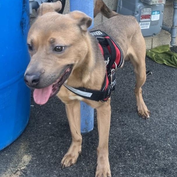 ENZO (COURTESY POST), Adoptable, Young Male Labrador Retriever & German Shepherd Dog.