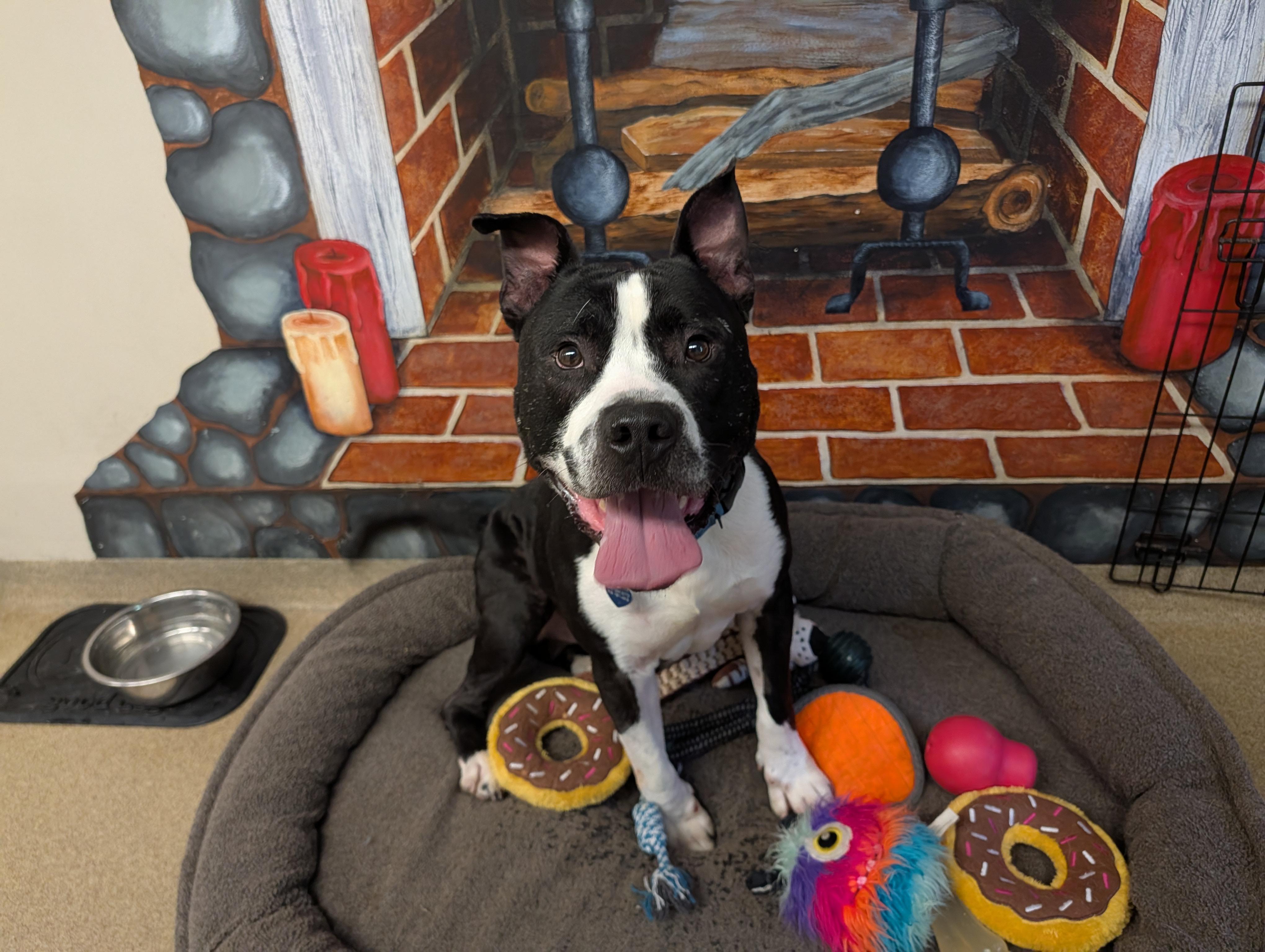 Savvy, an adopted Pit Bull Terrier in Port Washington, NY image 3/3
