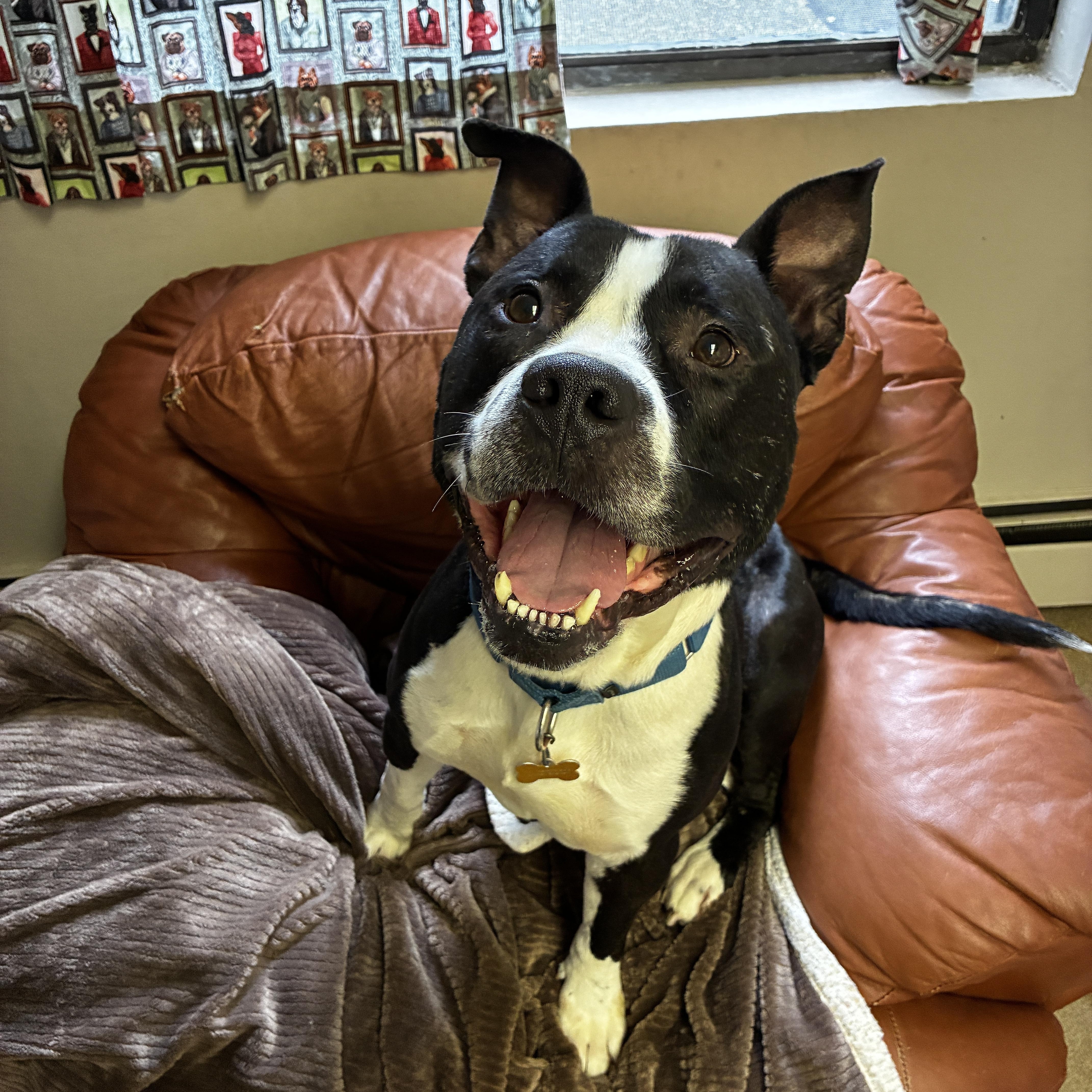 Savvy, an adopted Pit Bull Terrier in Port Washington, NY image 2/3