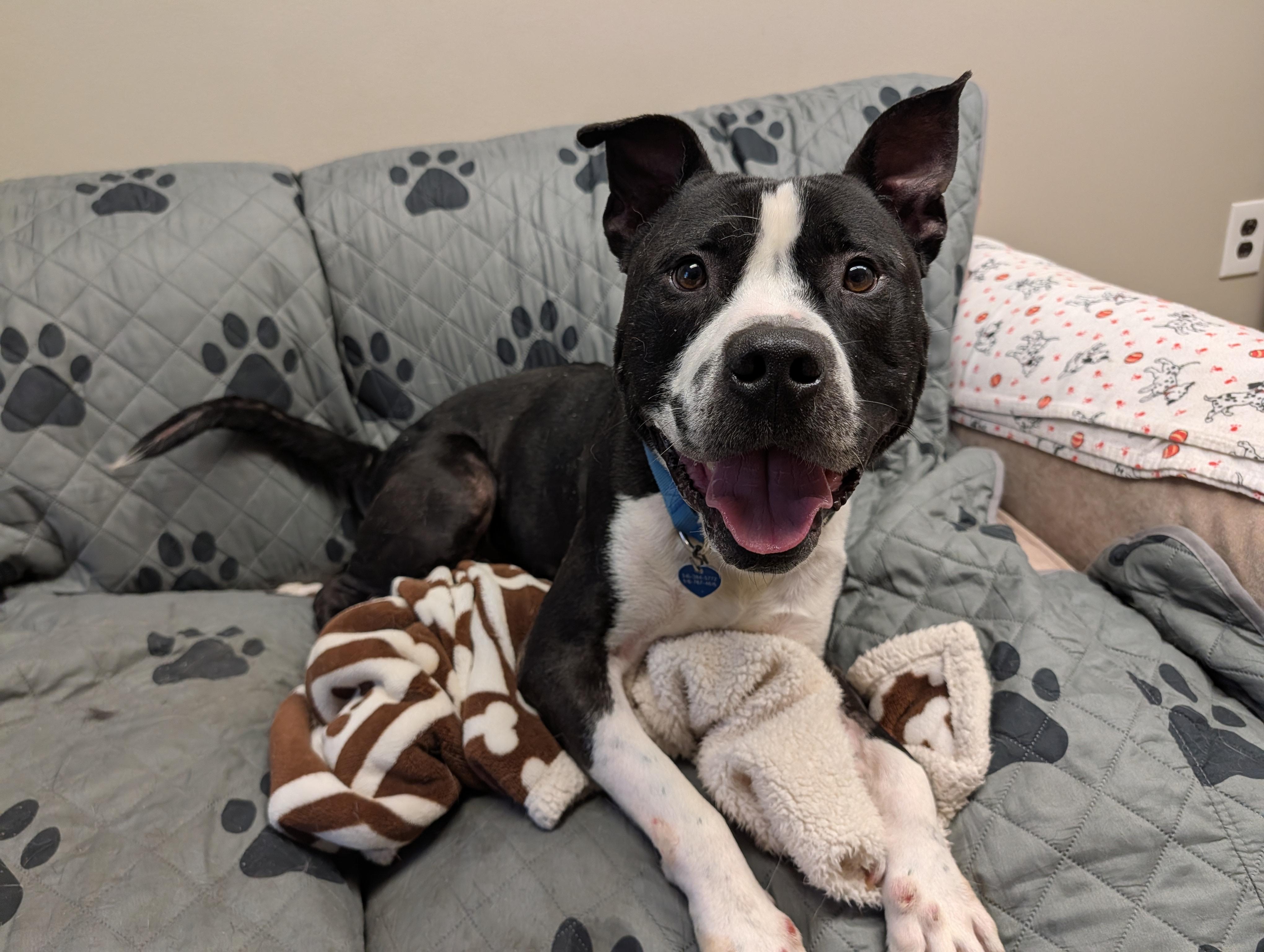 Savvy, adopted, Adult Male Pit Bull Terrier.