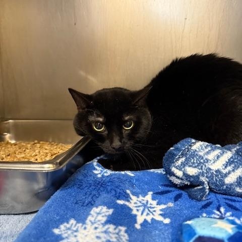 Scooby (Spirit Cat), Adoptable, Adult Male Domestic Short Hair.