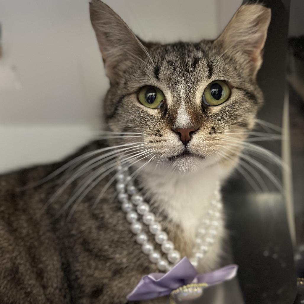 Salt, Adoptable, Adult Female Domestic Short Hair.