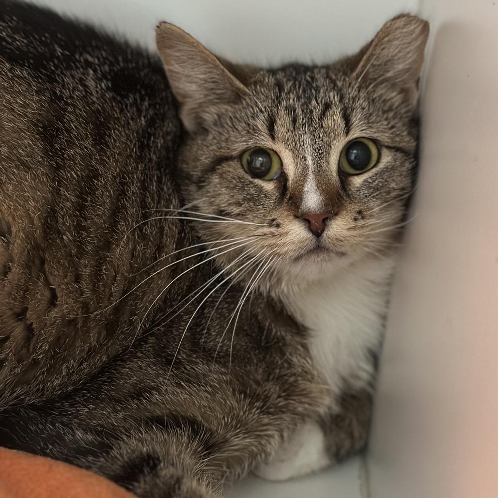 Enlarge Salt, a Adoptable Domestic Short Hair in Matteson, IL image 1/5