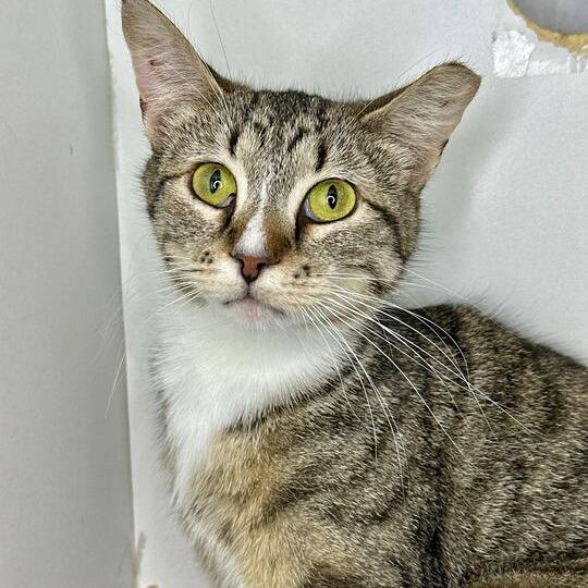 Salt, a Adoptable Domestic Short Hair in Matteson, IL image 2/5