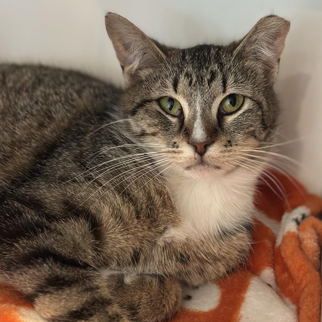 Enlarge Salt, a Adoptable Domestic Short Hair in Matteson, IL image 2/5