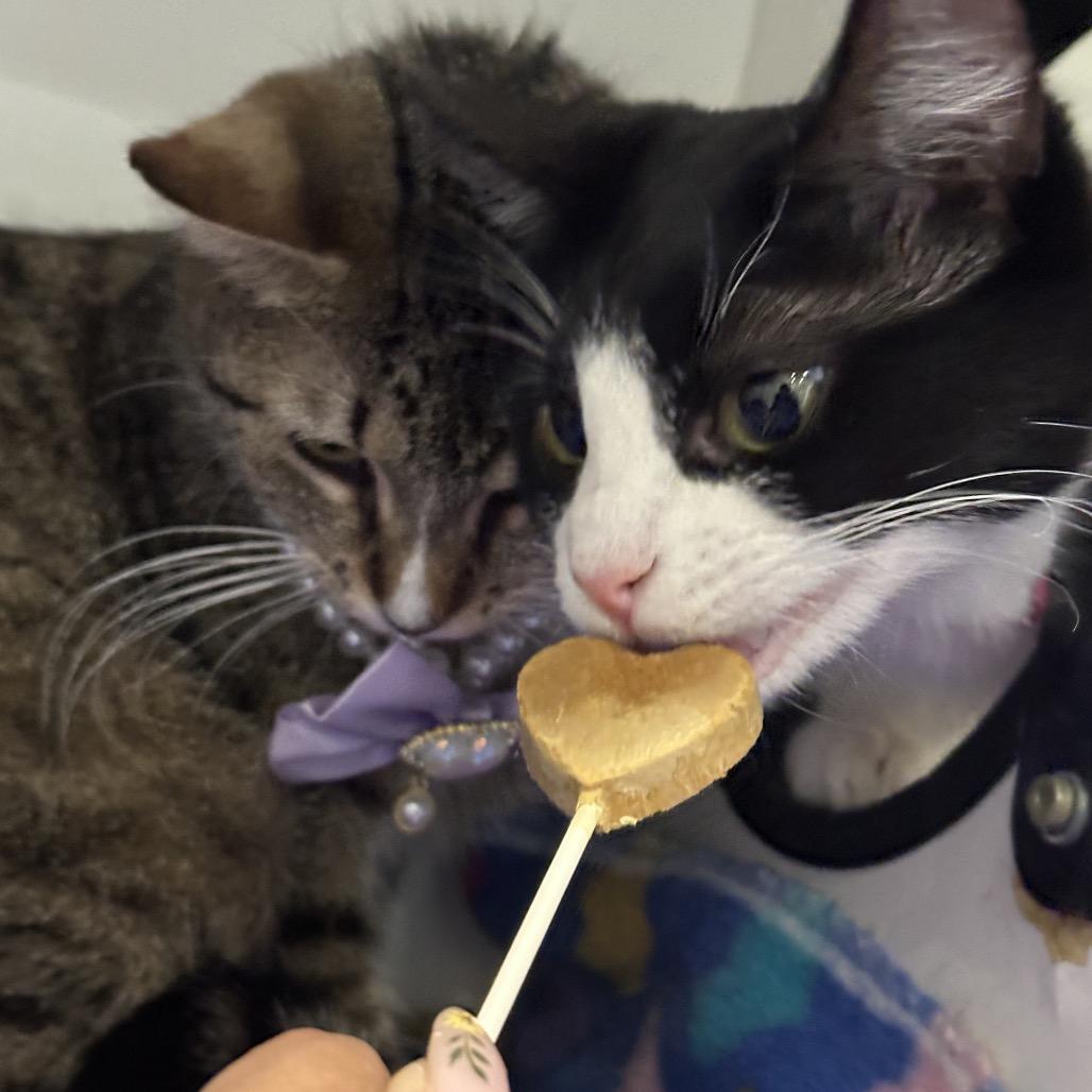 Salt, a Adoptable Domestic Short Hair in Matteson, IL image 3/5