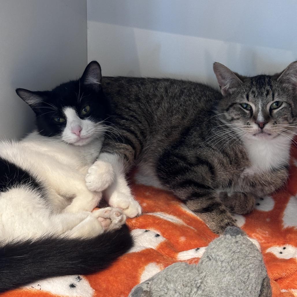 Enlarge Salt, a Adoptable Domestic Short Hair in Matteson, IL image 3/5