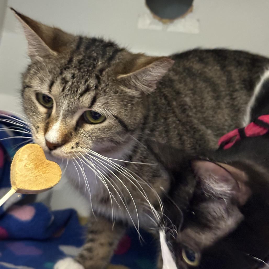 Salt, a Adoptable Domestic Short Hair in Matteson, IL image 5/5