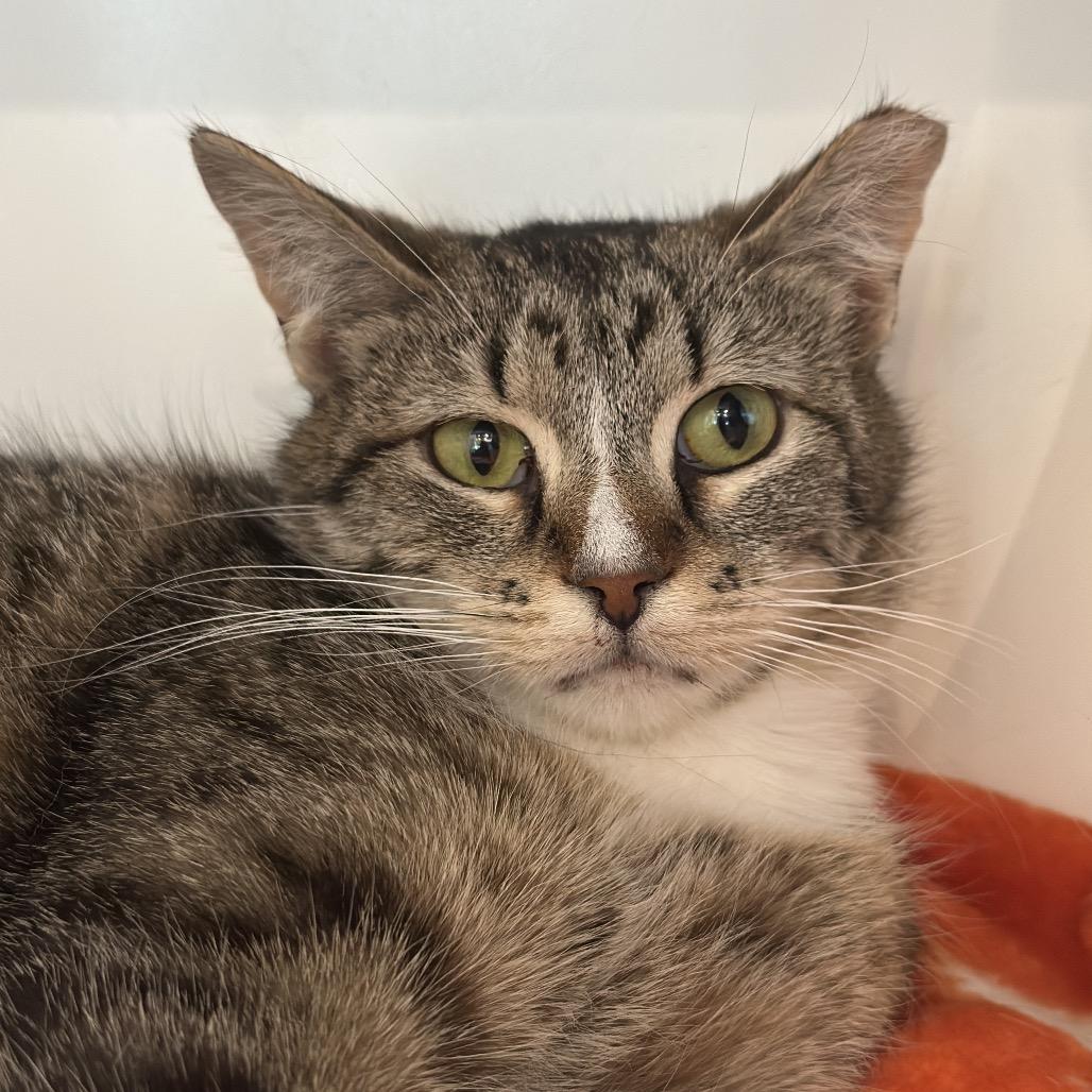 Enlarge Salt, a Adoptable Domestic Short Hair in Matteson, IL image 4/5