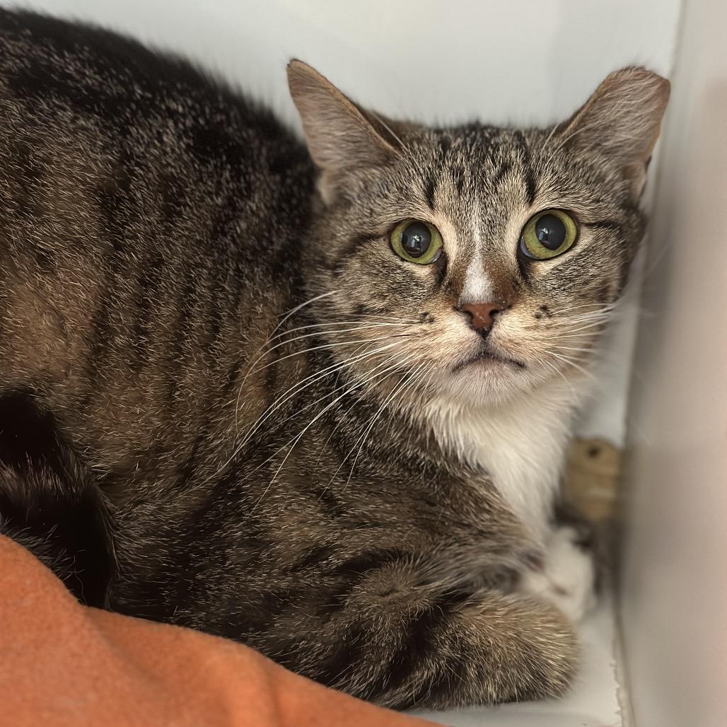 Enlarge Salt, a Adoptable Domestic Short Hair in Matteson, IL image 5/5