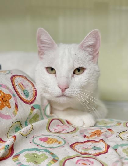 Sasha, Adoptable, Young Female Domestic Short Hair & Domestic Short Hair.