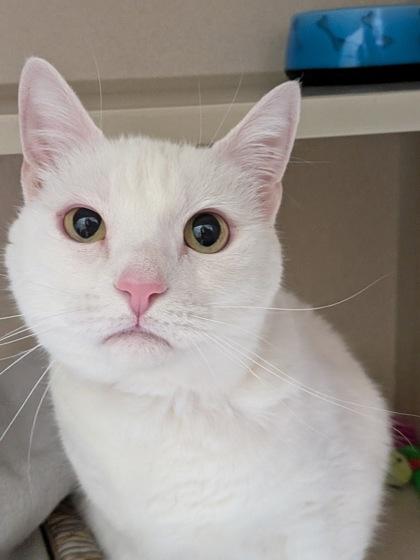 Enlarge Sasha, a Adoptable mixed breed in Divide, CO image 2/3