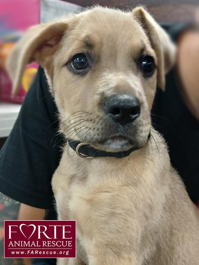 Duke, ADOPTABLE, Puppy Male Labrador Retriever.