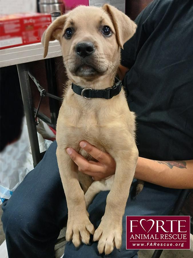 Duke, a ADOPTABLE mixed breed in Marina Del Rey, CA image 2/2