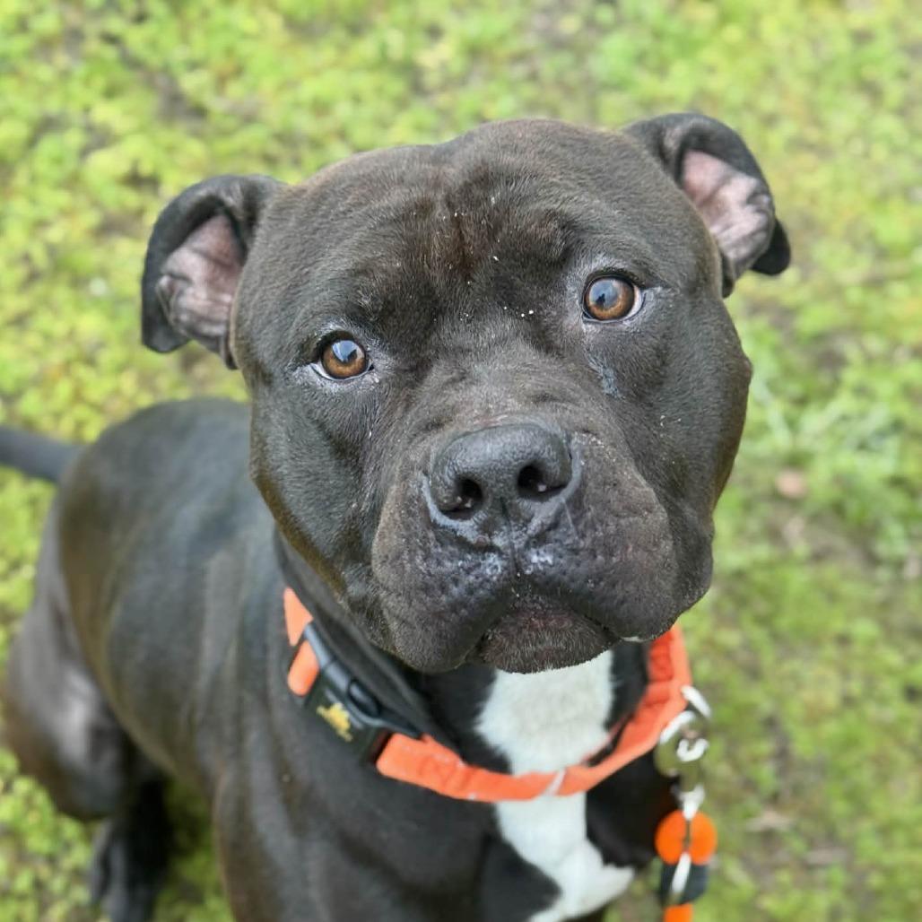 Enlarge Loki, a Adoptable Pit Bull Terrier in Tacoma, WA image 1/2