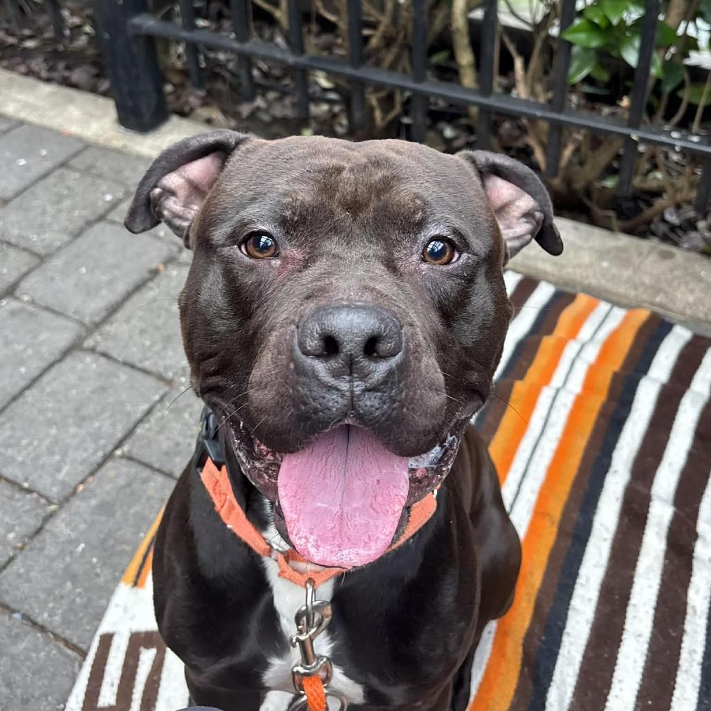 Enlarge Loki, a Adoptable Pit Bull Terrier in Tacoma, WA image 2/2