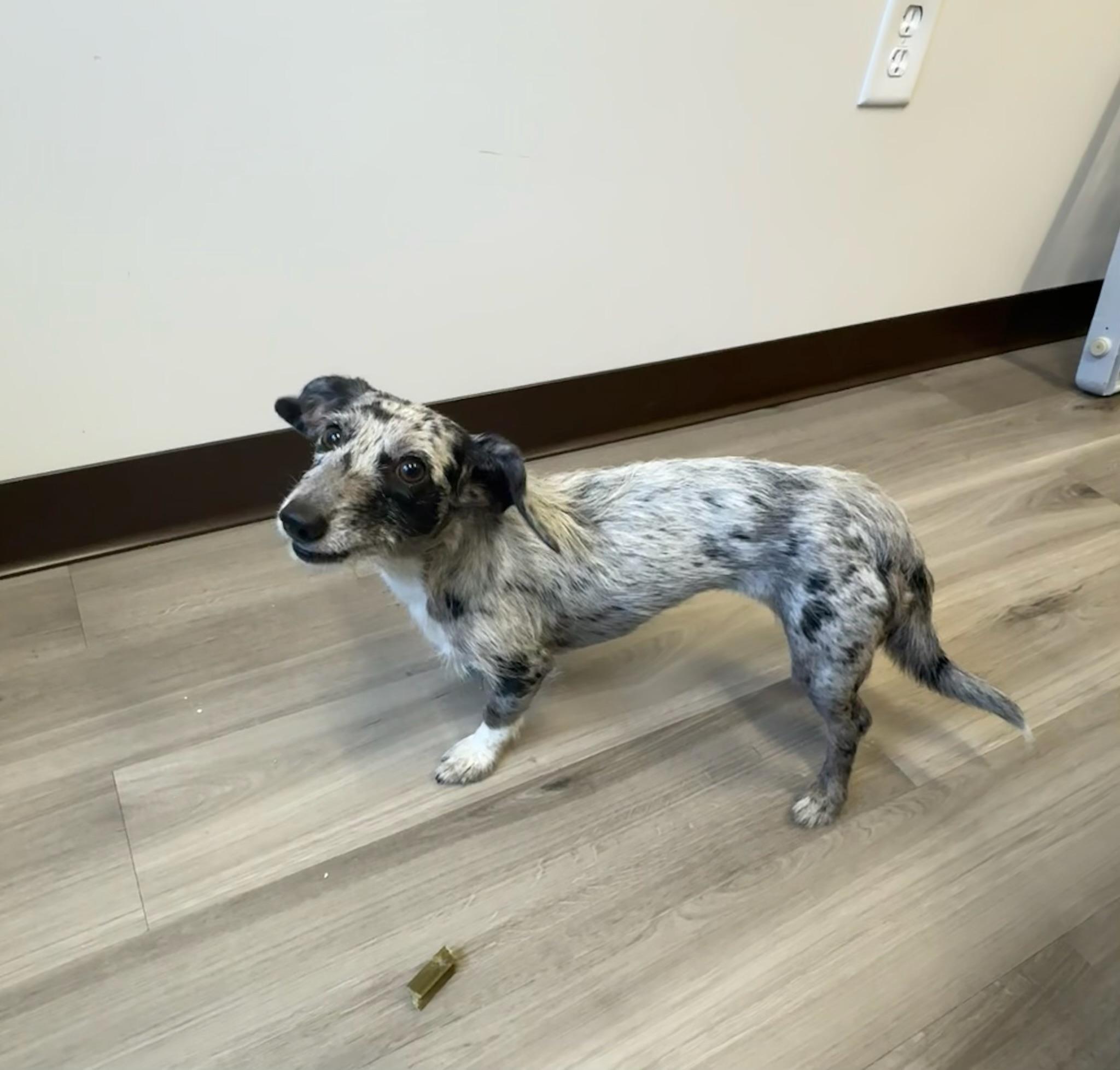 Charlie- COMING SOON, adopted, Young Female Miniature Dachshund & Australian Shepherd.