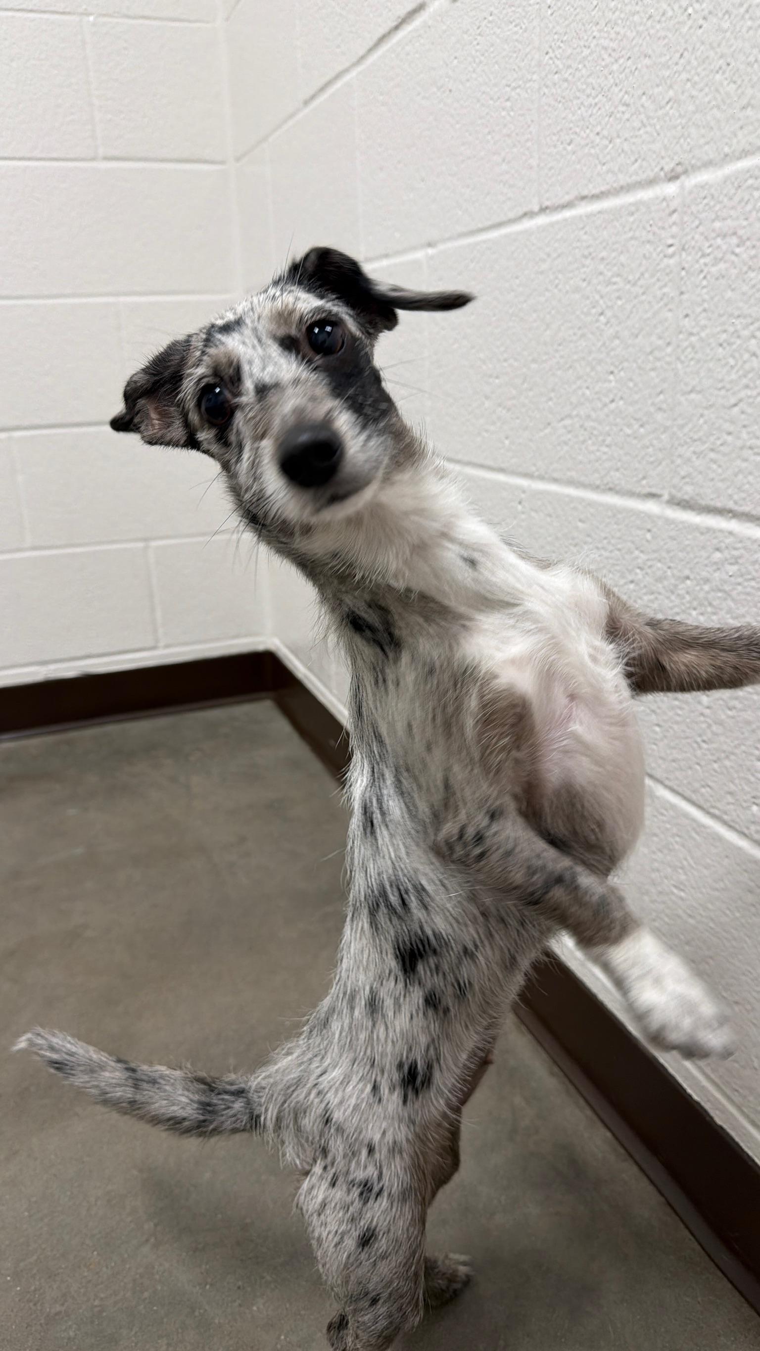Charlie- COMING SOON, an adopted mixed breed in Nashville, TN image 5/5