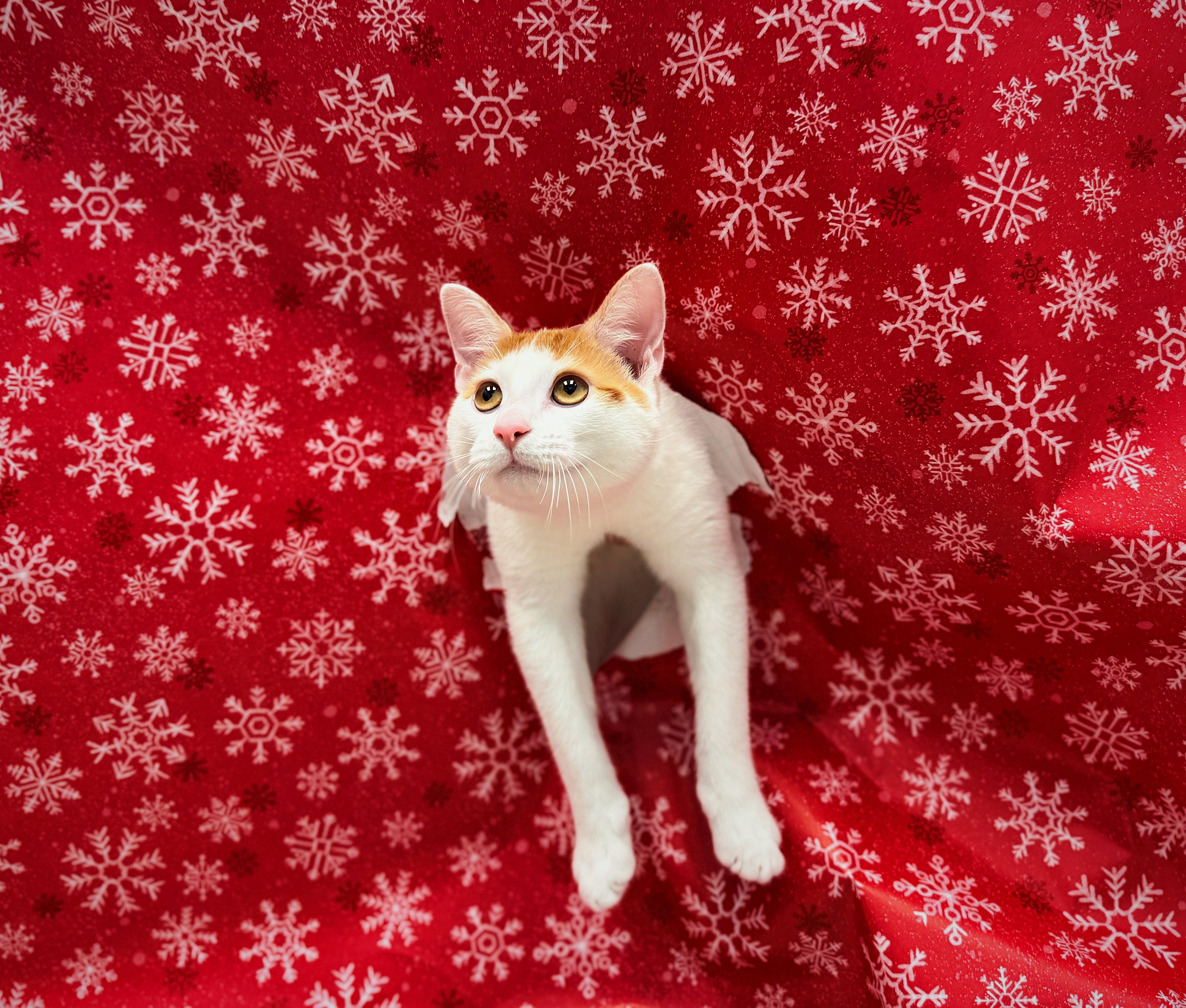 Peru, Adoptable, Kitten Male Domestic Short Hair.